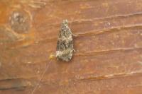Celypha lacunana