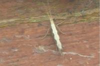 Plutella xylostella