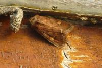 Lacanobia oleracea