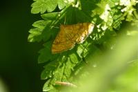 Anania verbascalis