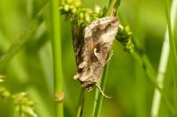 Autographa gamma