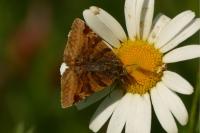 Euclidia glyphica