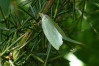 Tortrix viridana