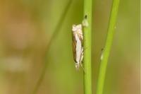 Crambus pascuella