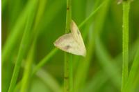 Rivula sericealis