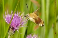 Hemaris fuciformis