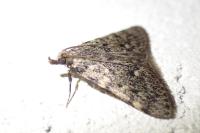 Aglossa pinguinalis