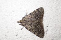 Aglossa pinguinalis
