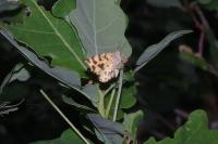 Pseudopanthera macularia