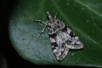 Eudonia delunella