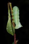 Amphipyra pyramidea