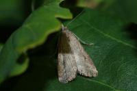 Schrankia costaestrigalis