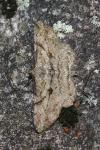 Peribatodes rhomboidaria