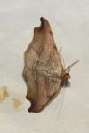 Laspeyria flexula