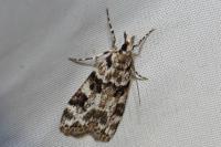Eudonia delunella