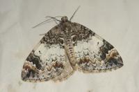 Dysstroma truncata