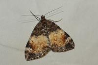 Dysstroma truncata