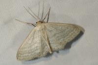 Idaea subsericeata
