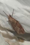 Pachycnemia hippocastanaria