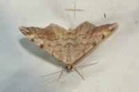 Macaria liturata