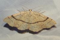 Cyclophora ruficiliaria