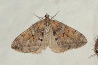 Thera obeliscata