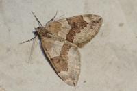 Thera britannica/obeliscata/variata