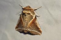 Habrosyne pyritoides