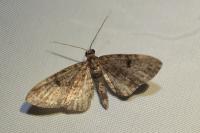 Eupithecia tantillaria