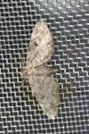 Eupithecia tantillaria