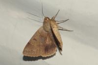 Minucia lunaris