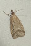 Eudonia pallida