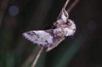 Drymonia dodonaea