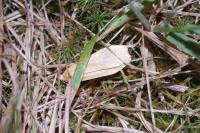 Wittia sororcula