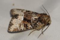 Oligia strigilis