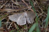 Hypomecis punctinalis