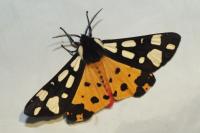 Arctia villica