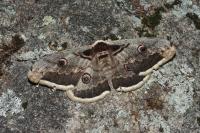 Saturnia pyri