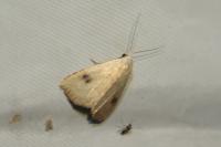 Rivula sericealis