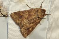 Conisania luteago
