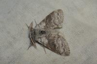 Calliteara pudibunda