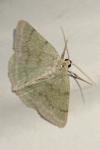 Pseudoterpna pruinata