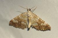 Perizoma flavofasciata