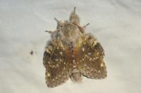 Stauropus fagi