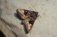 Euplexia lucipara