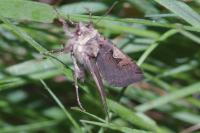 Xestia c-nigrum