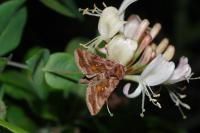 Autographa jota