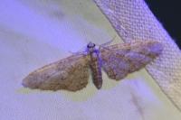 Eupithecia