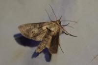 Abrostola triplasia