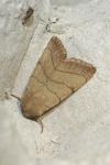 Charanyca trigrammica